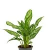 Aglaonema Silver Queen Compact - Chinese Evergreen -Planten Series aglaonema silver queen kamerplant