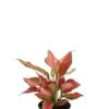Aglaonema Cherry Baby - Chinese Evergreen -Planten Series aglaonema cherry baby