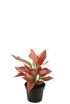 Aglaonema Cherry Baby - Chinese Evergreen