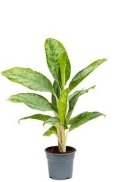 Aglaonema ‘Cintho Queen’ - Chinese Evergreen