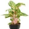 Aglaonema 'Coco Melon' - Chinese Evergreen -Planten Series aglaonema coco melon pink