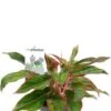 Aglaonema Crete - Chinese Evergreen -Planten Series aglaonema crete kamerplant