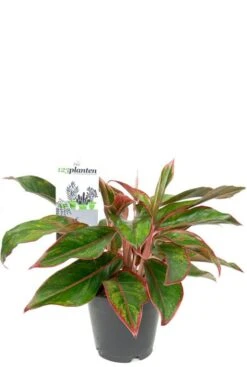 Aglaonema Crete - Chinese Evergreen