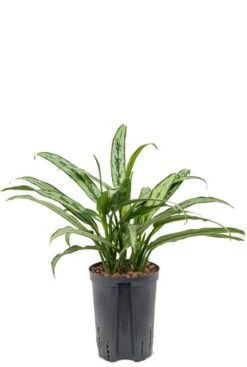 Aglaonema Cutlass