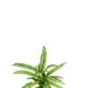 Aglaonema Cutlass - Chinese Evergreen -Planten Series aglaonema cutlass kamerplant 1