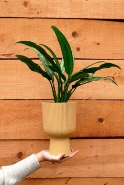 Aglaonema Cutlass - Chinese Evergreen -Planten Series aglaonema cutlass plant