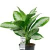 Aglaonema Diamond Bay - Chinese Evergreen -Planten Series aglaonema diamond kamerplant 1