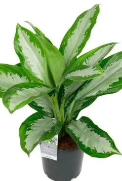 Aglaonema Diamond Bay - Chinese Evergreen -Planten Series aglaonema diamond plant