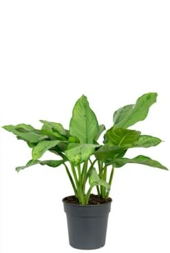 Aglaonema B.J. Freedman - Chinese Evergreen