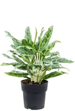 Aglaonema 'Greyhound' - Chinese Evergreen