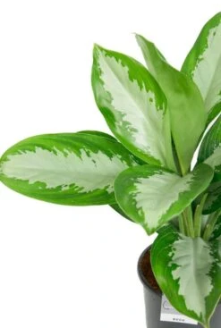 Aglaonema Diamond Bay - Chinese Evergreen -Planten Series aglaonema grote bladeren plant