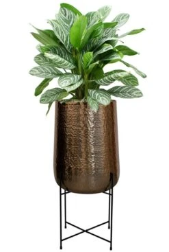 Grote Aglaonema In Grote Pot