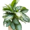 Aglaonema In Jute Mand -Planten Series aglaonema in jute mand