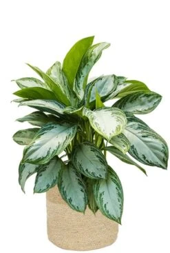 Aglaonema In Jute Mand