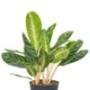 Aglaonema Key Lime - Chinese Evergreen -Planten Series aglaonema key lime kamerplant 1