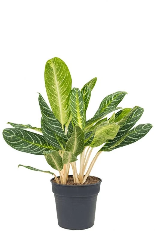 Aglaonema Key Lime - Chinese Evergreen 3 Aglaonema Key Lime - Chinese Evergreen