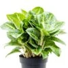Aglaonema 'Lemon Mint' - Chinese Evergreen -Planten Series aglaonema lemon mint