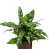 Aglaonema Maria - Chinese Evergreen -Planten Series aglaonema maria hydro plant