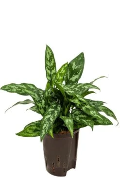 Aglaonema Maria - Chinese Evergreen