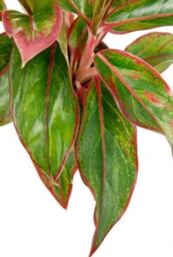 Aglaonema Crete - Chinese Evergreen -Planten Series aglaonema plant met roze strepen