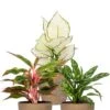 Aglaonema Planten