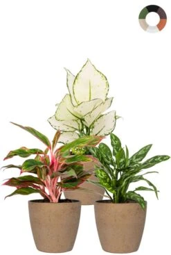 Aglaonema Planten