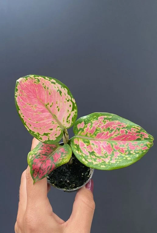 Aglaonema Red Valentine - Stekje 4 Aglaonema Red Valentine - Stekje - Afbeelding 2