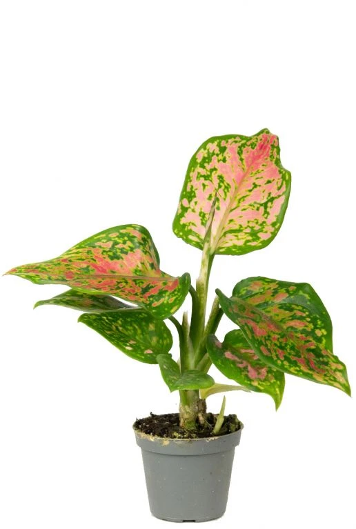 Aglaonema Red Valentine - Stekje 3 Aglaonema Red Valentine - Stekje