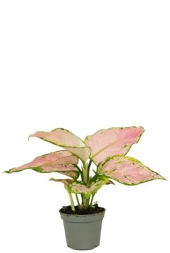 Aglaonema Red Zircon - Stekje