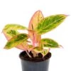 Aglaonema 'Salmon Fantasy' - Chinese Evergreen 2 Aglaonema 'Salmon Fantasy' - Chinese Evergreen -Planten Series aglaonema salmon fantasy