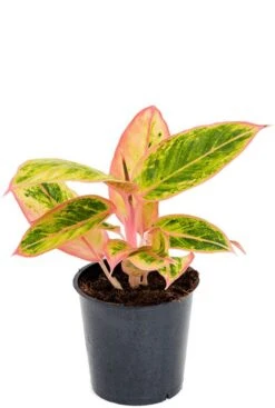 Aglaonema 'Salmon Fantasy' - Chinese Evergreen
