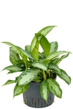 Aglaonema Silver Bay - Chinese Evergreen