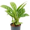 Aglaonema Stripes - Chinese Evergreen