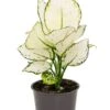 Aglaonema White Joy - Chinese Evergreen -Planten Series aglaonema white joy