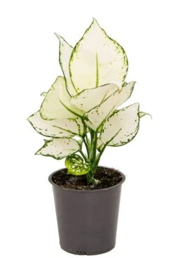 Aglaonema White Joy - Chinese Evergreen