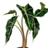 Alocasia Curly Bambino - Stekje