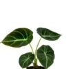 Alocasia Black Velvet - Stekje -Planten Series alocasia black velvet 123planten