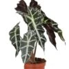 Alocasia Polly - Skeletplant -Planten Series alocasia polly skeletplant