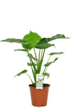 Alocasia Cucullata - Olifantsoor