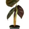Alocasia Cuprea Red (Red Secret) - Stekje -Planten Series alocasia cuprea red