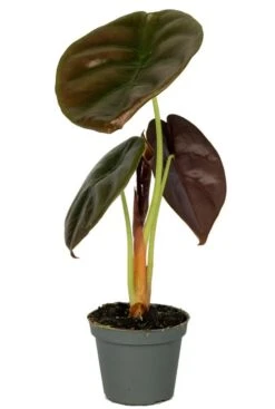 Alocasia Cuprea Red (Red Secret) - Stekje