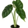 Alocasia Dragon Scale - Stekje -Planten Series alocasia dragon scale 2
