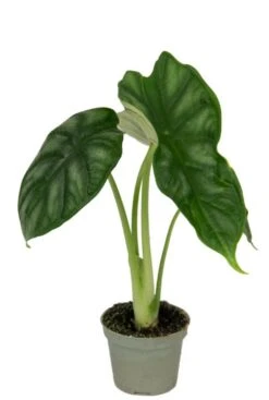 Alocasia Dragon Scale - Stekje