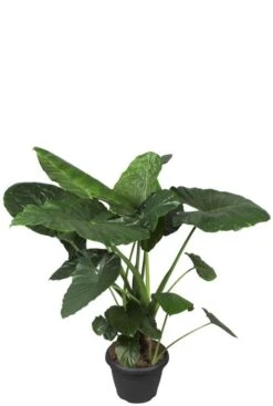 Alocasia Macrorrhiza - Olifantsoor