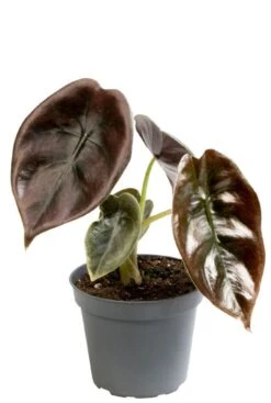 Alocasia Cuprea Red (Red Secret) - Stekje -Planten Series alocasia red