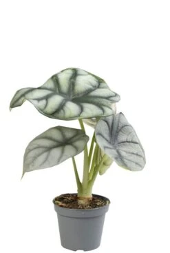 Alocasia Silver Dragon - Stekje