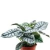 Alocasia 'Silver Dragon' - Olifantsoor -Planten Series alocasia silver dragon 1