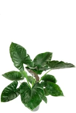 Alocasia Wentii - Olifantsoor -Planten Series alocasia wentii grote bladeren