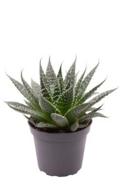 Aloe Aristata - Stekje