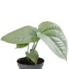 Amydrium Medium Silver -Planten Series amydrium medium silver
